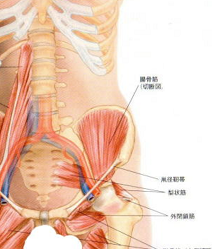 姿勢改善 股関節伸展の盲点 内臓と鼠径靭帯のつながり 理学療法士 作業療法士 柔道整復師に向けてすべてのテクニックと心理学を掛け合わせた最先端の技術セミナーallアプローチ協会代表