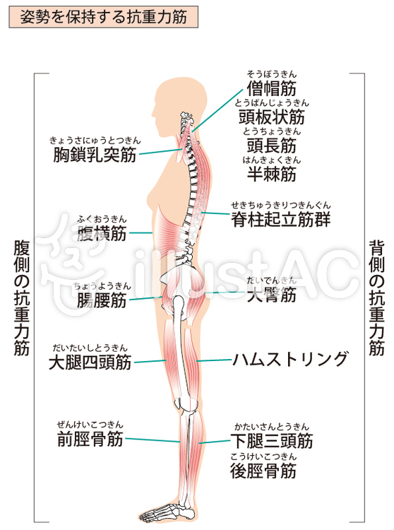 腰痛といえば 腸腰筋アプローチ 触診 機能 役割 理学療法士 作業療法士 柔道整復師に向けてすべてのテクニックと心理学を掛け合わせた最先端の技術セミナーallアプローチ協会代表