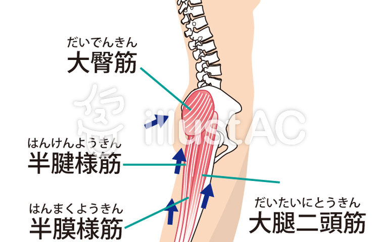 坐骨神経痛の原因にも 大腿二頭筋の解剖学 触診 理学療法士 作業療法士 柔道整復師に向けてすべてのテクニックと心理学を掛け合わせた最先端の技術セミナーallアプローチ協会代表