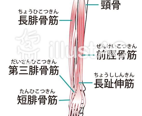 下腿外側 足背の痺れの原因 長腓骨筋 短腓骨筋の解剖学 触診 理学療法士 作業療法士 柔道整復師に向けてすべてのテクニックと心理学を掛け合わせた最先端の技術セミナーallアプローチ協会代表